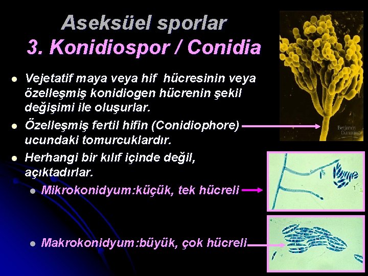 Aseksüel sporlar 3. Konidiospor / Conidia l l l Vejetatif maya veya hif hücresinin