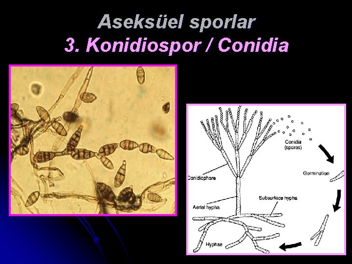 Aseksüel sporlar 3. Konidiospor / Conidia 