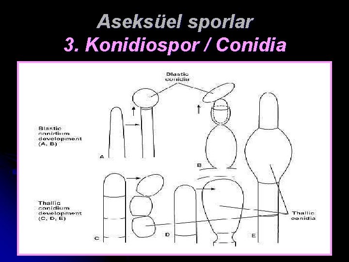 Aseksüel sporlar 3. Konidiospor / Conidia 