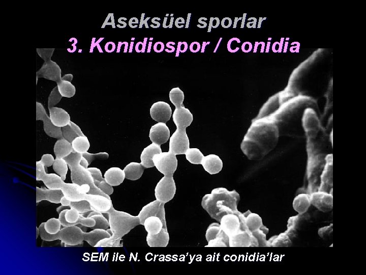 Aseksüel sporlar 3. Konidiospor / Conidia SEM ile N. Crassa’ya ait conidia’lar 