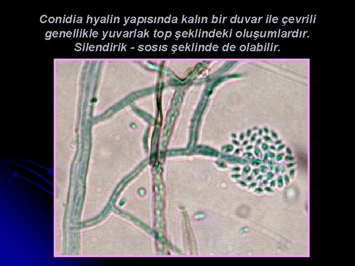 Conidia hyalin yapısında kalın bir duvar ile çevrili genellikle yuvarlak top şeklindeki oluşumlardır. Silendirik