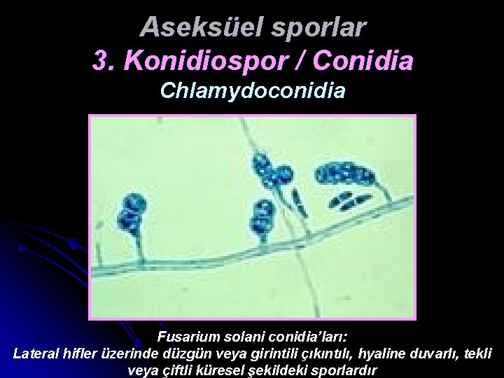 Aseksüel sporlar 3. Konidiospor / Conidia Chlamydoconidia Fusarium solani conidia’ları: Lateral hifler üzerinde düzgün