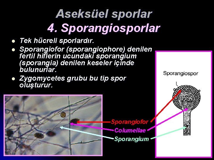 Aseksüel sporlar 4. Sporangiosporlar l l l Tek hücreli sporlardır. Sporangiofor (sporangiophore) denilen fertil