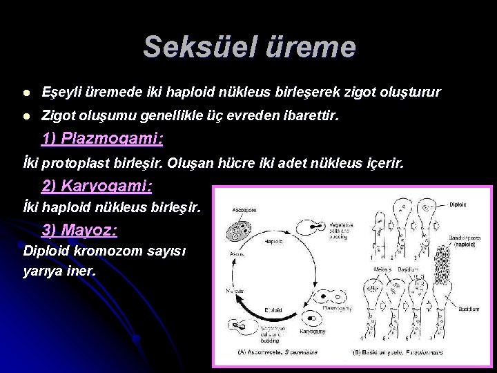 Seksüel üreme l Eşeyli üremede iki haploid nükleus birleşerek zigot oluşturur l Zigot oluşumu