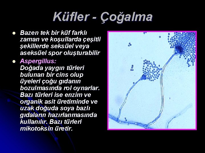 Küfler - Çoğalma l l Bazen tek bir küf farklı zaman ve koşullarda çeşitli