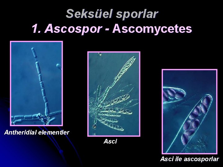 Seksüel sporlar 1. Ascospor - Ascomycetes Antheridial elementler Asci ile ascosporlar 