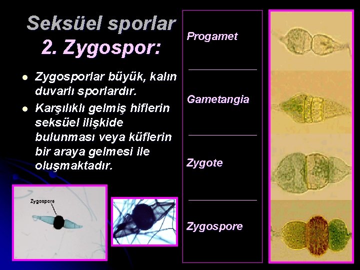 Seksüel sporlar Progamet 2. Zygospor: l l Zygosporlar büyük, kalın duvarlı sporlardır. Gametangia Karşılıklı