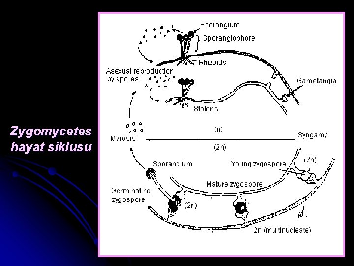 Zygomycetes hayat siklusu 