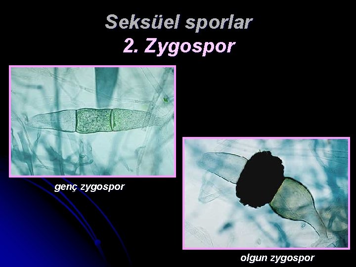 Seksüel sporlar 2. Zygospor genç zygospor olgun zygospor 