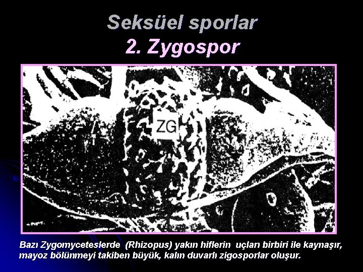 Seksüel sporlar 2. Zygospor Bazı Zygomyceteslerde (Rhizopus) yakın hiflerin uçları birbiri ile kaynaşır, mayoz