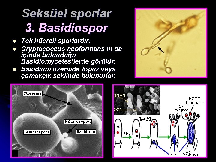 Seksüel sporlar 3. Basidiospor l l l Tek hücreli sporlardır. Cryptococcus neoformans’ın da içinde