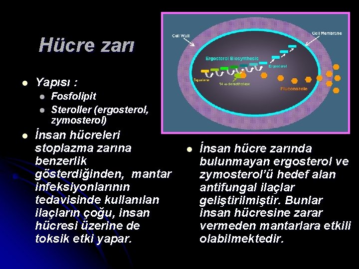 Hücre zarı l Yapısı : l l l Fosfolipit Steroller (ergosterol, zymosterol) İnsan hücreleri