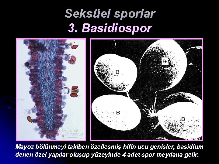 Seksüel sporlar 3. Basidiospor Mayoz bölünmeyi takiben özelleşmiş hifin ucu genişler, basidium denen özel