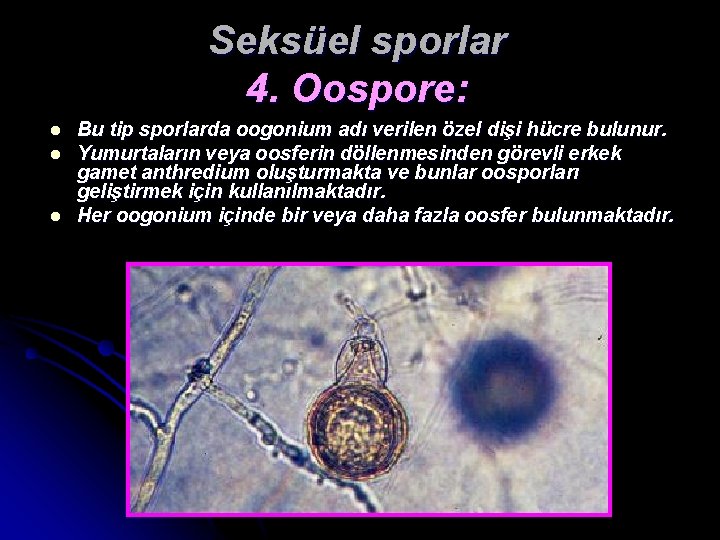Seksüel sporlar 4. Oospore: l l l Bu tip sporlarda oogonium adı verilen özel