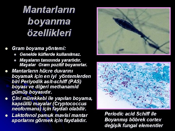 Mantarların boyanma özellikleri l Gram boyama yöntemi: l l l Genelde küflerde kullanılmaz. Mayaların