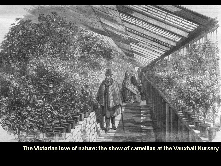 The Victorian love of nature: the show of camellias at the Vauxhall Nursery 