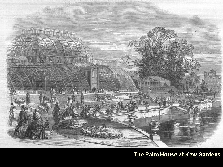 The Palm House at Kew Gardens 