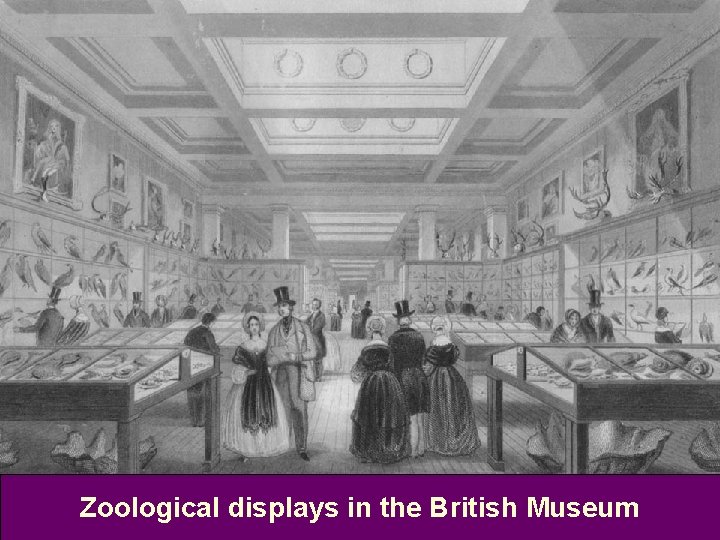 Zoological displays in the British Museum 