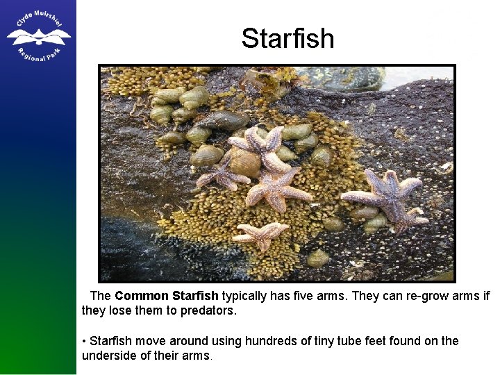 Starfish • The Common Starfish typically has five arms. They can re-grow arms if