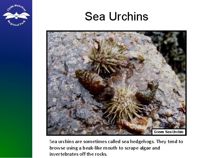 Sea Urchins Green Sea Urchin Sea urchins are sometimes called sea hedgehogs. They tend