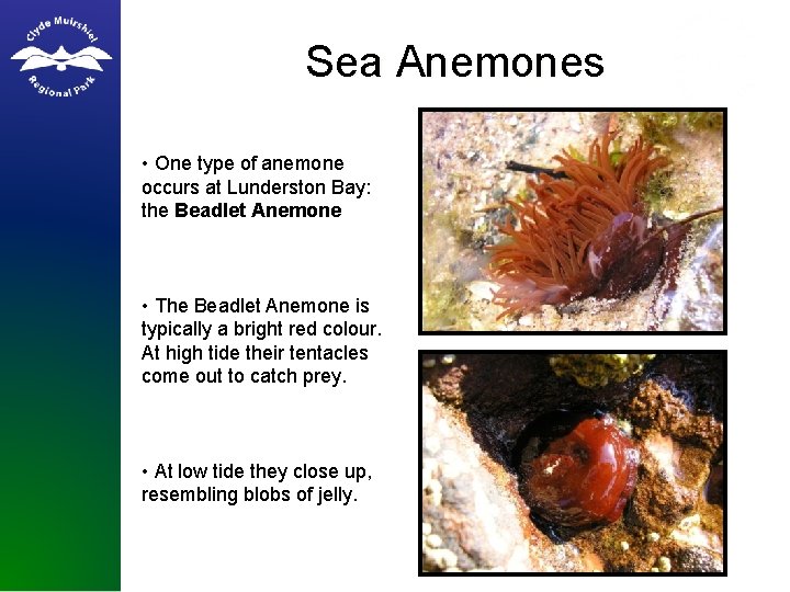 Sea Anemones • One type of anemone occurs at Lunderston Bay: the Beadlet Anemone