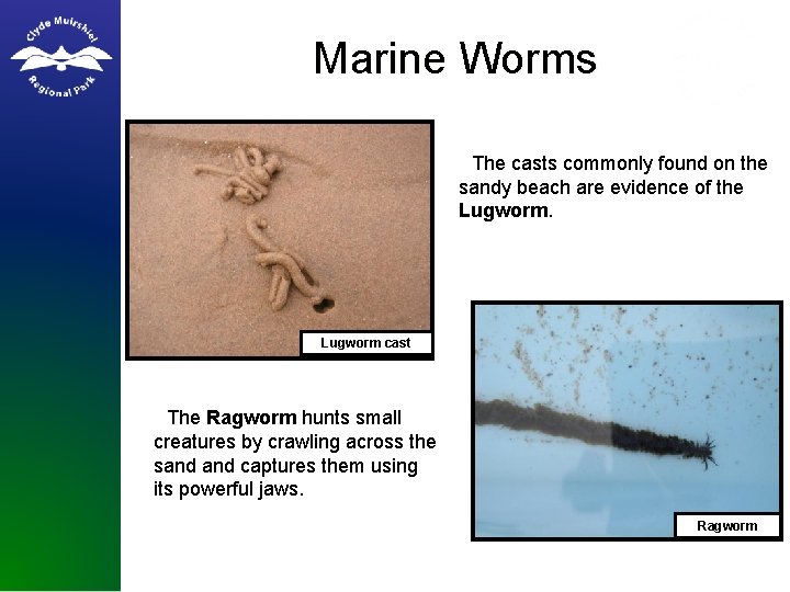 Marine Worms • The casts commonly found on the sandy beach are evidence of