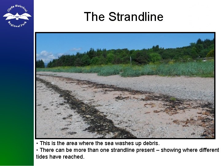 The Strandline • This is the area where the sea washes up debris. •