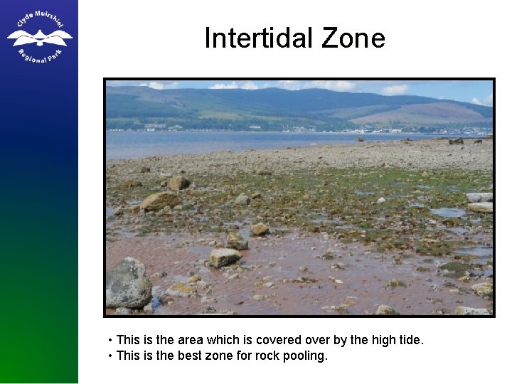 Intertidal Zone • This is the area which is covered over by the high