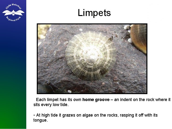 Limpets • Each limpet has its own home groove – an indent on the