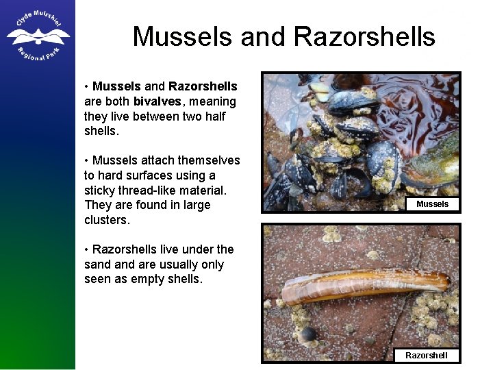 Mussels and Razorshells • Mussels and Razorshells are both bivalves, meaning they live between