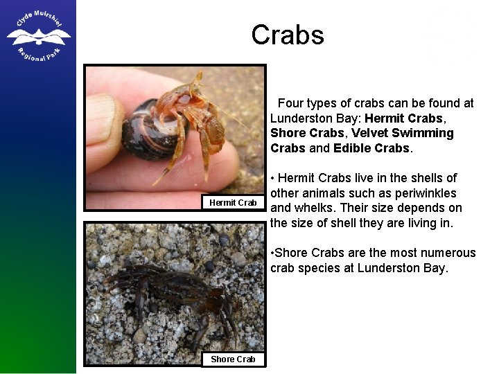 Crabs • Four types of crabs can be found at Lunderston Bay: Hermit Crabs,