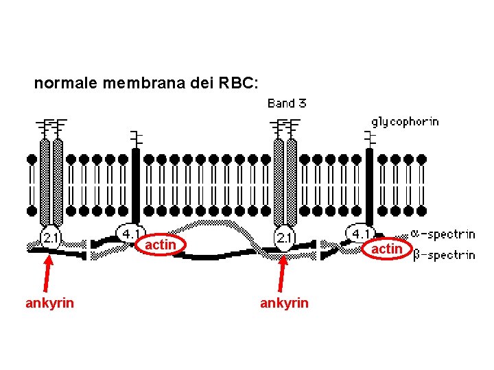 normale membrana dei RBC: actin ankyrin 