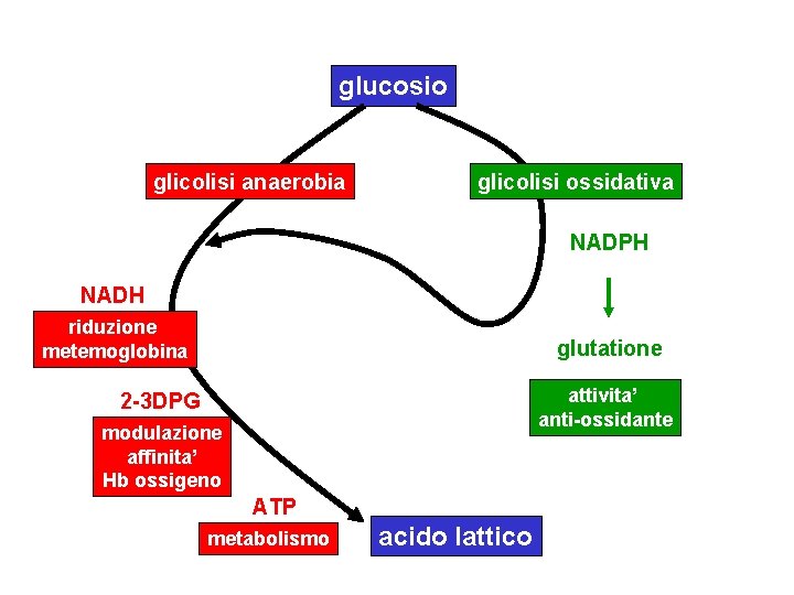 glucosio glicolisi anaerobia glicolisi ossidativa NADPH NADH riduzione metemoglobina glutatione attivita’ anti-ossidante 2 -3