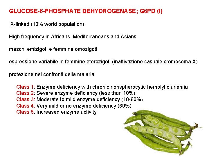 GLUCOSE-6 -PHOSPHATE DEHYDROGENASE; G 6 PD (I) X-linked (10% world population) High frequency in