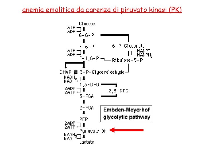 anemia emolitica da carenza di piruvato kinasi (PK) 