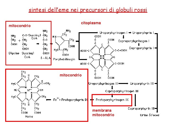 sintesi dell’eme nei precursori di globuli rossi mitocondrio citoplasma mitocondrio membrana mitocondrio 