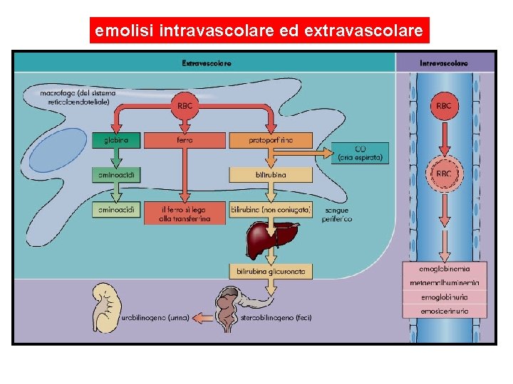 emolisi intravascolare ed extravascolare 