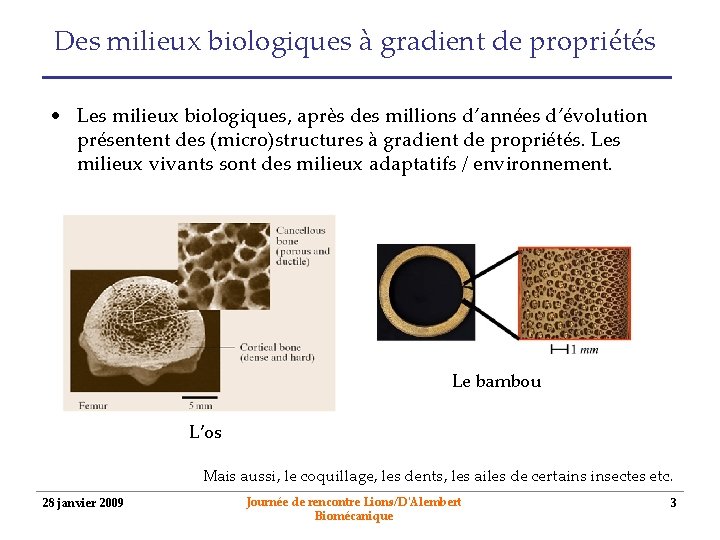 Des milieux biologiques à gradient de propriétés • Les milieux biologiques, après des millions