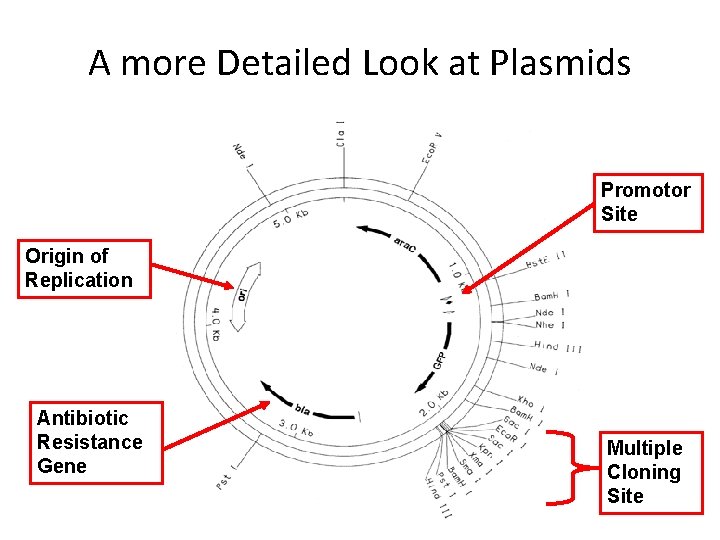 A more Detailed Look at Plasmids Promotor Site Origin of Replication Antibiotic Resistance Gene