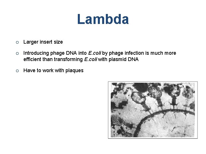 Lambda ¡ Larger insert size ¡ Introducing phage DNA into E. coli by phage
