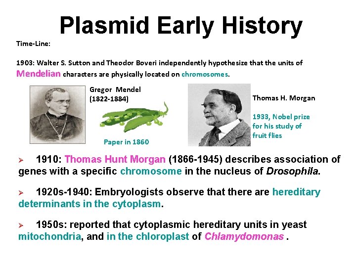 Time-Line: Plasmid Early History 1903: Walter S. Sutton and Theodor Boveri independently hypothesize that