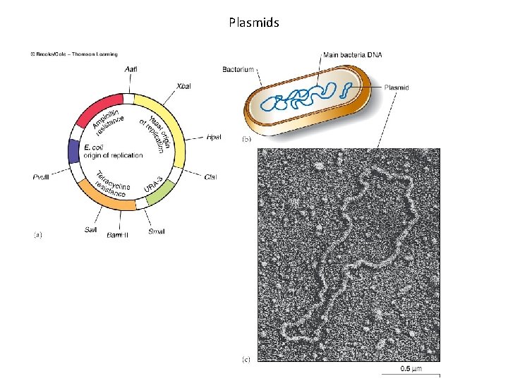 Plasmids 