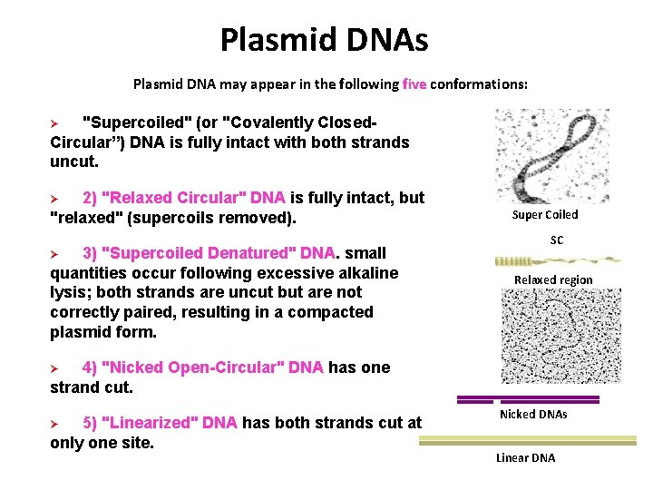 Plasmid DNAs Plasmid DNA may appear in the following five conformations: "Supercoiled" (or "Covalently