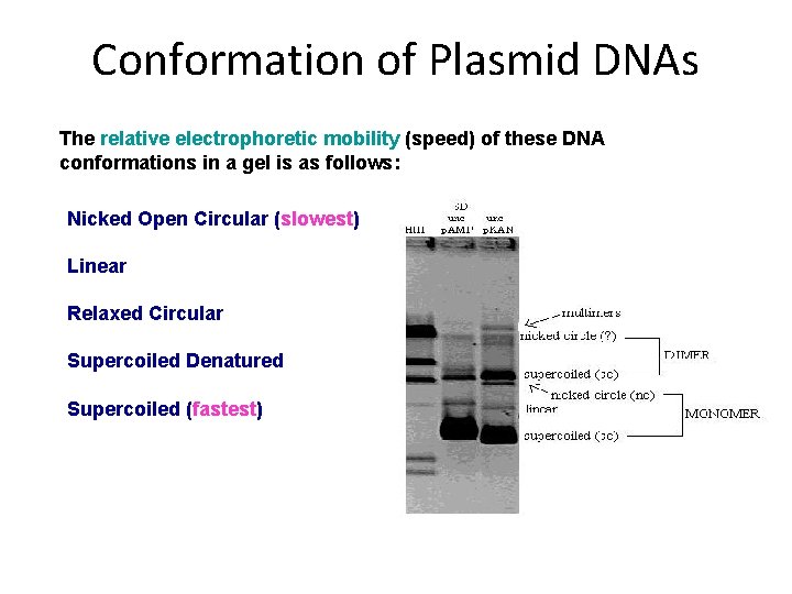 Conformation of Plasmid DNAs The relative electrophoretic mobility (speed) of these DNA conformations in
