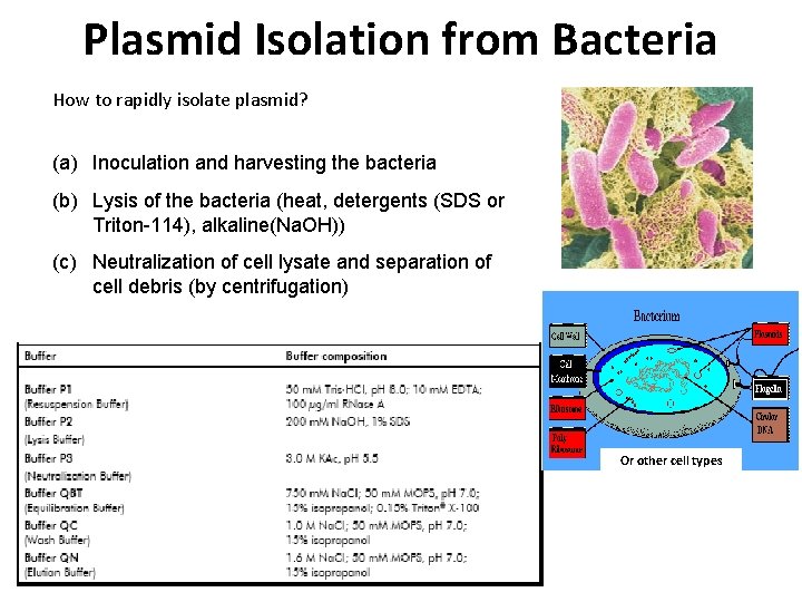 Plasmid Isolation from Bacteria How to rapidly isolate plasmid? (a) Inoculation and harvesting the