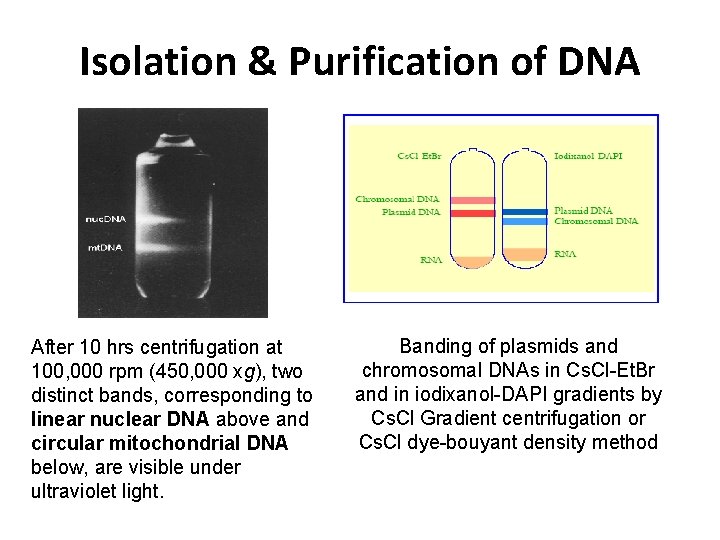 Isolation & Purification of DNA After 10 hrs centrifugation at 100, 000 rpm (450,