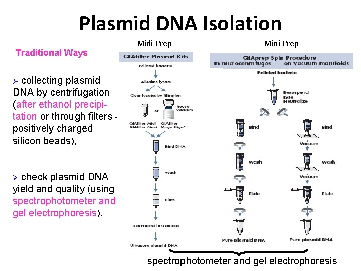 Plasmid DNA Isolation Traditional Ways Midi Prep Mini Prep collecting plasmid DNA by centrifugation