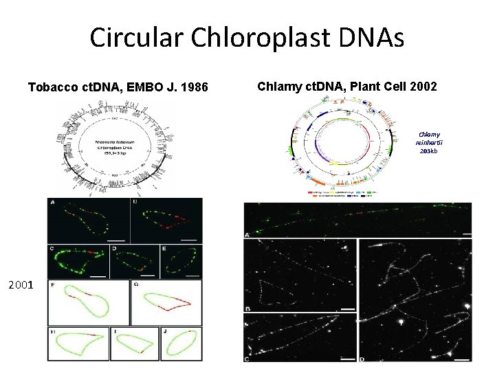 Circular Chloroplast DNAs Tobacco ct. DNA, EMBO J. 1986 Chlamy ct. DNA, Plant Cell