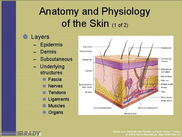 Anatomy and Physiology of the Skin (1 of 2) Layers – – Epidermis Dermis
