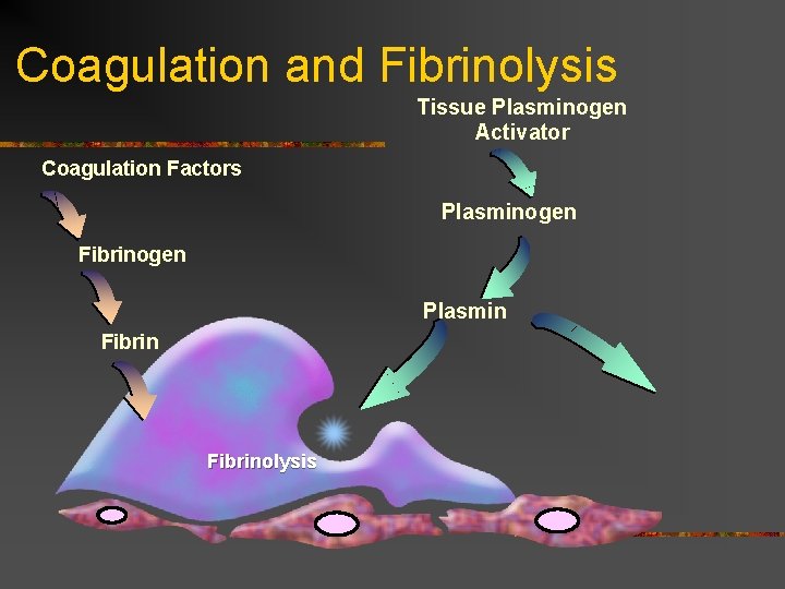 Coagulation and Fibrinolysis Tissue Plasminogen Activator Coagulation Factors Plasminogen Fibrinogen Plasmin Fibrinolysis 